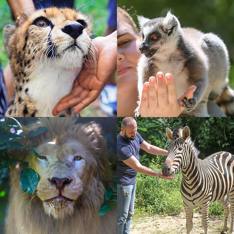 Experience one of the best wildlife encounters on Zanzibar as you come face to face with a majestic cheetah at Cheetah’s Rock – a truly unforgettable experience in Zanzibar and a must-see for every animal lover!